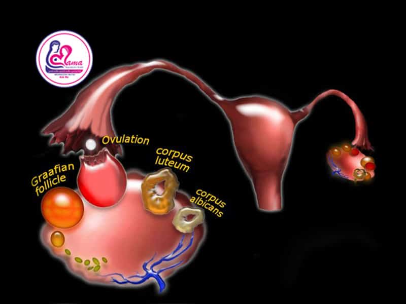 کیست مولتی لوکوله